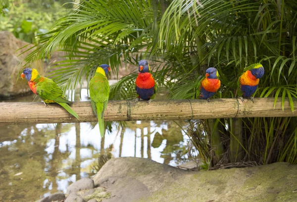 Five Rainbow Lorikeets Trichoglossus Haematodus Sitting Branch — Stockfoto