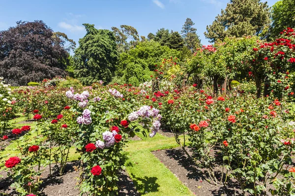 Belle Rose Bianche Rosa Che Creano Arco Sul Percorso Giardino — Foto Stock