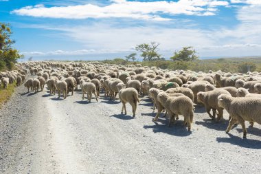 Tierra del Fuego, Arjantin'de çiftliğe giden yolda büyük merinos koyunu sürüsü