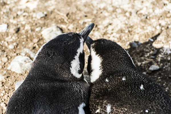 Piedi Due Pinguini Magellanici Spheniscus Magellanicus Visto Una Costa Dell — Foto Stock