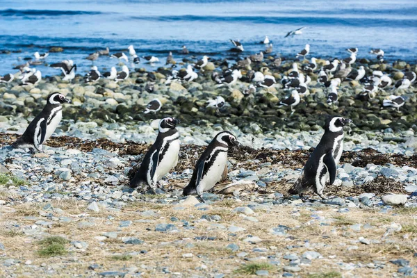 Cuatro Pingüinos Salvajes Magallanes Spheniscus Magellanicus Caminando Una Costa Isla —  Fotos de Stock