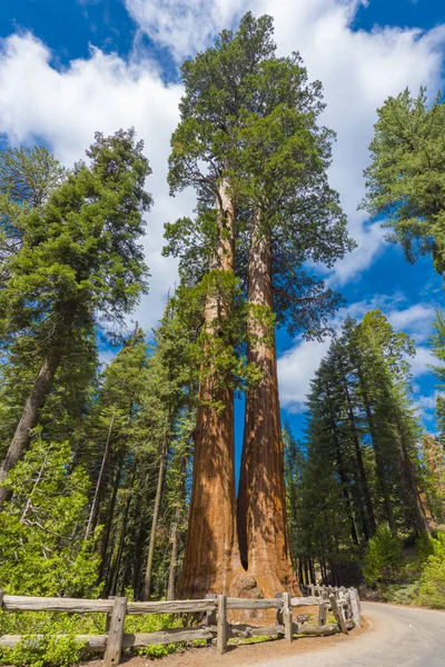 Dev Sekoya Ağaçları Sequoiadendron Giganteum Sequoia National Park Kaliforniya Abd — Stok fotoğraf