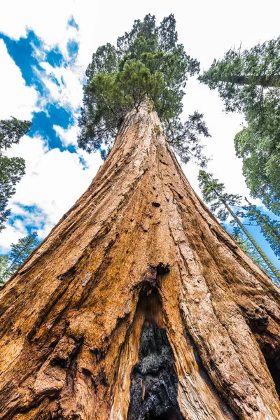 Árboles Gigantes Sequoia Sequoiadendron Giganteum Parque Nacional Sequoia California —  Fotos de Stock