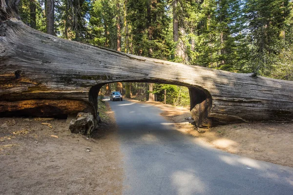 カリフォルニア州セコイア国立公園の有名なトンネルログに車が近づいています — ストック写真