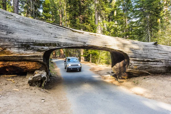 Auto Blíží Slavnému Tunelovému Deníku Národním Parku Sequoia Kalifornie Usa — Stock fotografie