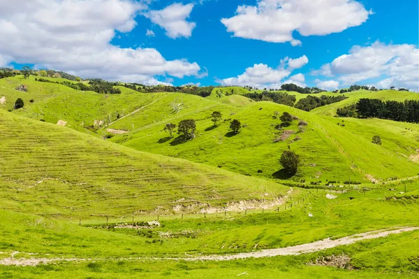 Prachtige Groene Heuvels Bedekt Door Gras Met Vele Schapen Wei — Stockfoto