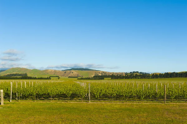 Zdjęcie Winiarni Wyspy Południowej Nowej Zelandii — Zdjęcie stockowe