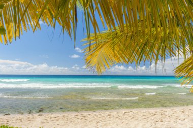 Beyaz sahilde palmiyeler ve Barbados Karayip adasında turkuaz bir deniz.
