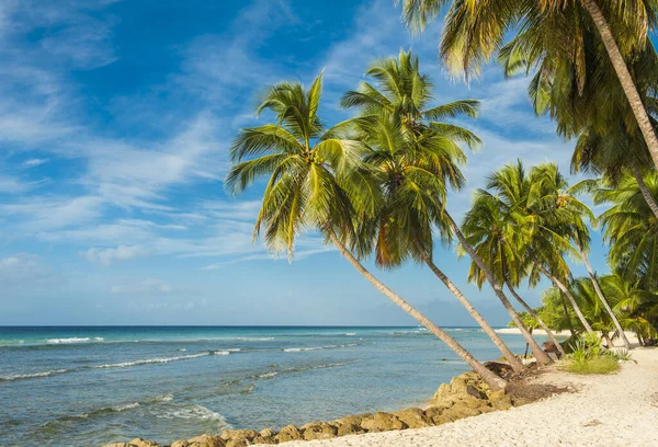 Palmas Praia Branca Mar Azul Turquesa Uma Ilha Caribenha Barbados — Fotografia de Stock