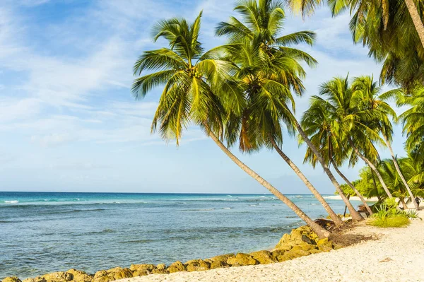 Palmen Het Witte Strand Een Turquoise Zee Een Caribisch Eiland — Stockfoto