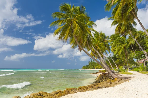 Palmas Praia Branca Mar Azul Turquesa Uma Ilha Caribenha Barbados — Fotografia de Stock