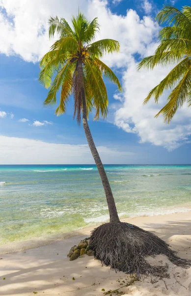Palma Playa Blanca Mar Turquesa Una Isla Caribeña Barbados —  Fotos de Stock