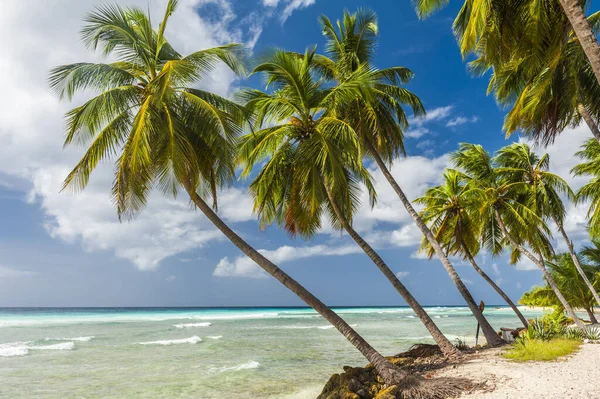 Palme Sulla Spiaggia Bianca Mare Turchese Isola Caraibica Delle Barbados — Foto Stock