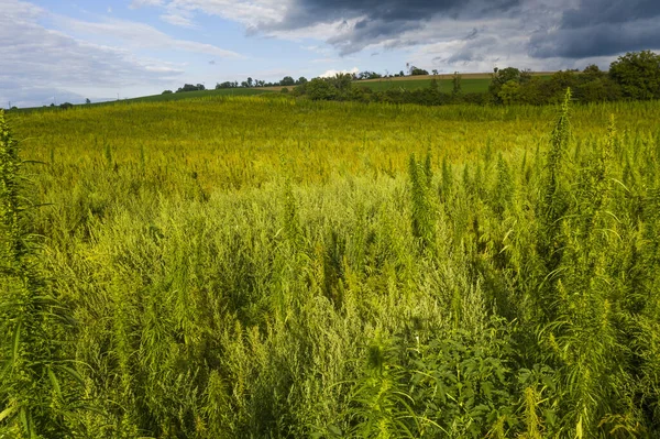 Feld Für Reifen Industriehanf Cannabis Sativa Der Slowakei — Stockfoto