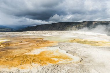 Mammoth Kaplıcaları, Yellowstone Ulusal Parkı 'ndaki Termal Teraslardaki Canlı Kanarya Baharı. ABD. 