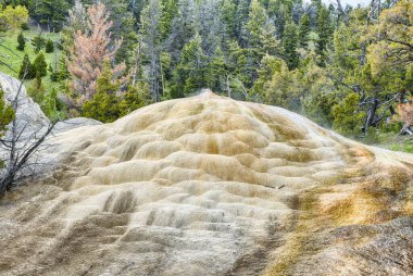 Mammoth Hot Springs, Yellowstone Ulusal Parkı 'nda canlı teraslar kaya oluşumları. ABD