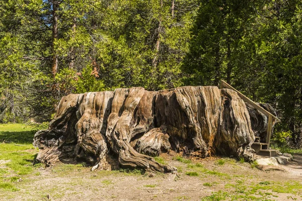 Nagy Csonk Mark Twain Stump Sequoia Nemzeti Parkban Kalifornia Egyesült — Stock Fotó