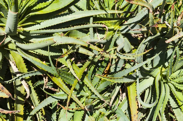 Bush Green Aloe Aloe Barbadensis Listy — Stock fotografie