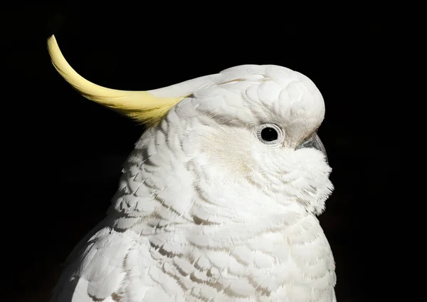 Wild Cockatoo Isolated Black Background Seen Dandenong Ranges National Park — Stock Photo, Image