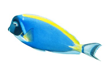 Toz mavi tang (Acanthurus leucosternon) beyaz üzerinde izole edilmiş tropikal balık