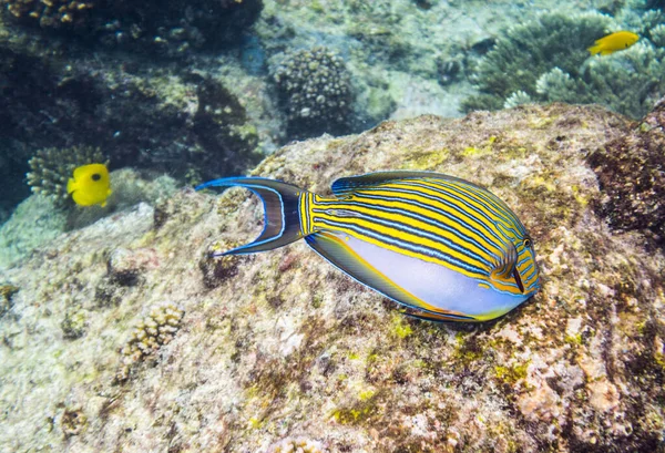 Clown Tang Acanthurus Lineatus Tropical Fish Seen Water Sea Seychelles — стокове фото