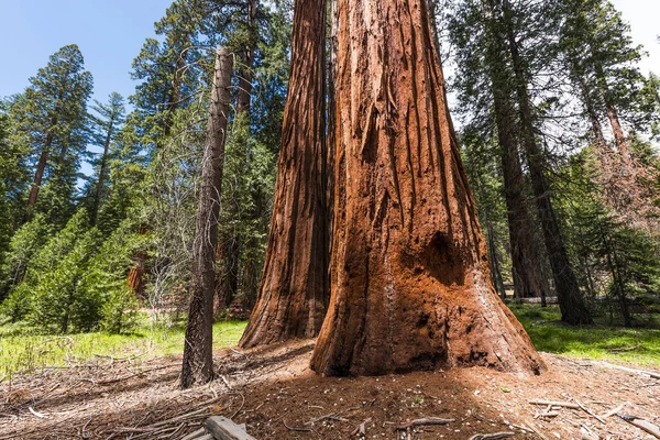 Dev Sekoya Ağaçları Sequoiadendron Giganteum Sequoia National Park Kaliforniya Abd — Stok fotoğraf