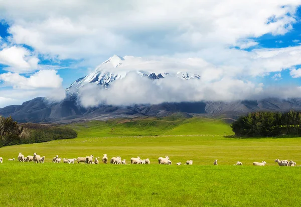 Prachtig Landschap Van Nieuw Zeeland Heuvels Bedekt Door Groen Gras — Stockfoto