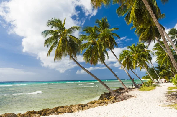 Palmer Den Vita Stranden Och Ett Turkost Hav Karibisk Barbados — Stockfoto