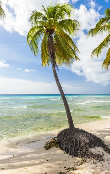 Beyaz Sahilde Palmiyeler Barbados Karayip Adasında Turkuaz Bir Deniz — Stok fotoğraf