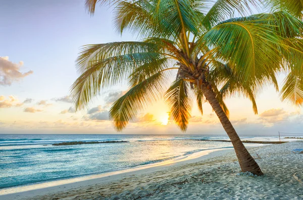 Gyönyörű Naplemente Tenger Felett Kilátással Kókuszpálmák Fehér Tengerparton Egy Karibi Stock Kép