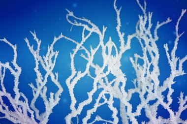 kış ağacı dalları