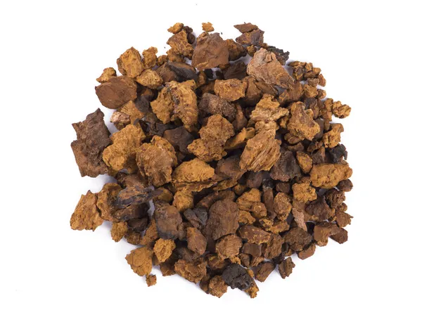 Chaga svamp — Stockfoto