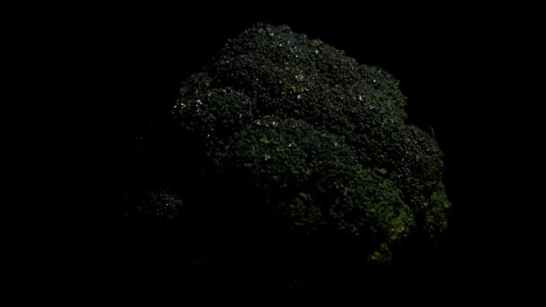 Färsk Broccoli Svart Bakgrund — Stockvideo