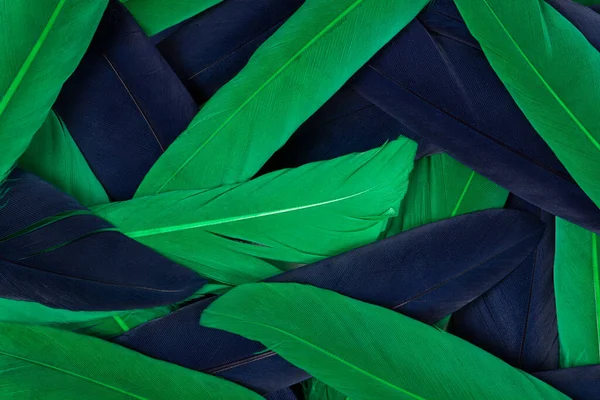 Green and blue of feathers background. Feathers texture.