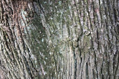 ormanda arka planlar