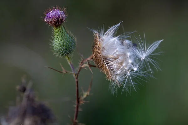 Thistle Stock Photo