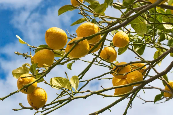 ソレントのレモンの木の枝 ストックフォト