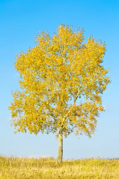 Tree in autumn — Stock Photo, Image