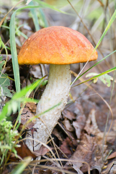 Fungus with a brown hat