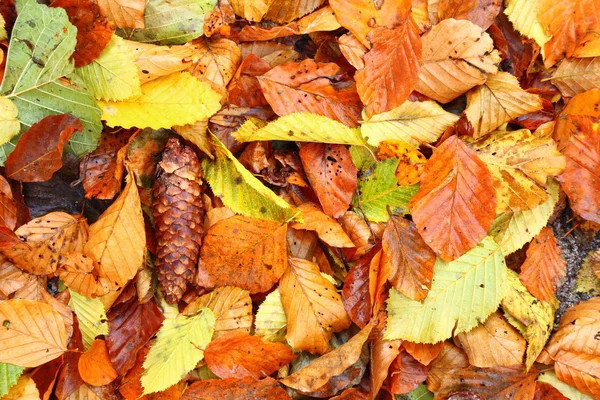 Geschäftsmann zeigt Daumen hoch — Stockfoto