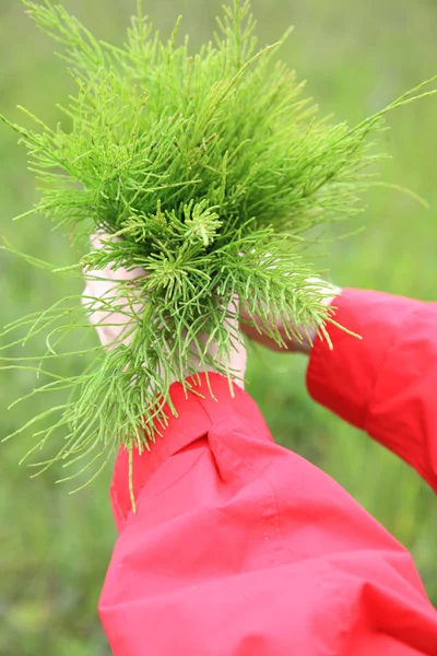 Grote boeket van de geneeskrachtige paardestaart van veld — Stockfoto