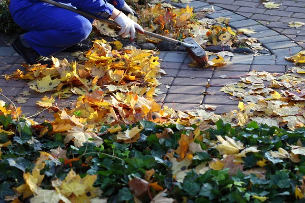 Homem raking folhas amarelas no jardim — Fotografia de Stock