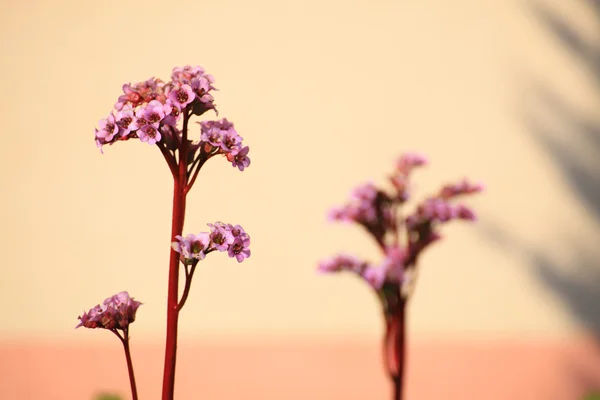 Красивый цветок на бежевом фоне — стоковое фото