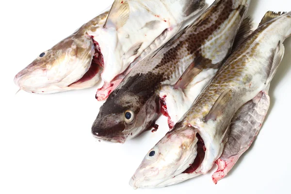 Рыба трески — стоковое фото