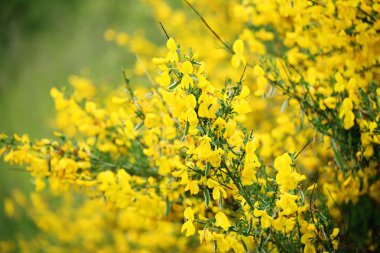 sarı çiçek yakın çekim yaz gün