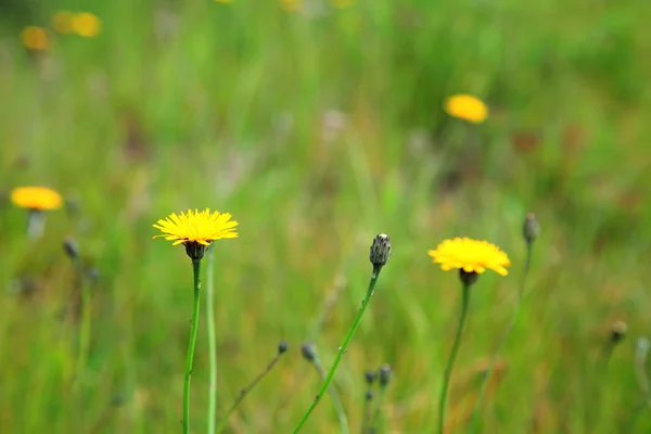 Green grass and dandelion flowers — Stock Photo, Image