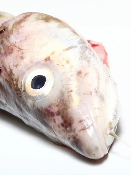 银鳕鱼 — 图库照片
