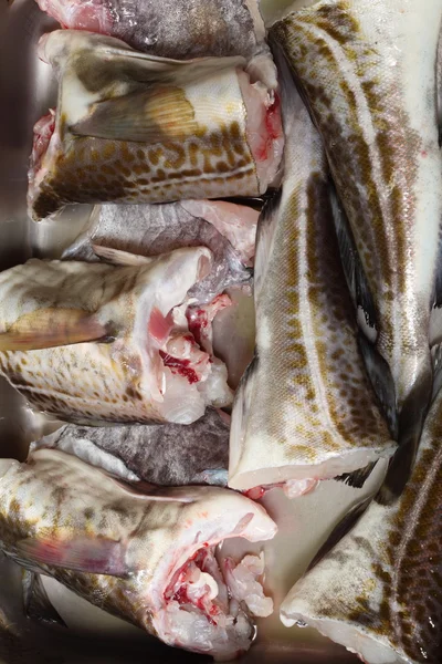 Ryba dorsz - filety rybne — Zdjęcie stockowe