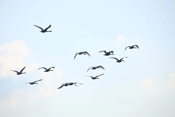 Migration fåglar swan — Stockfoto