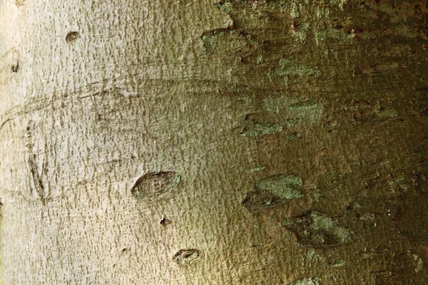 Zelená n stromové kůry textury pozadí — Stock fotografie